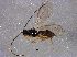  ( - BIOUG06577-A11)  @13 [ ] CreativeCommons - Attribution (2014) CBG Photography Group Centre for Biodiversity Genomics