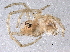  ( - BIOUG06579-C06)  @13 [ ] CreativeCommons - Attribution (2014) CBG Photography Group Centre for Biodiversity Genomics