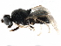  ( - BIOUG06986-F08)  @11 [ ] CreativeCommons - Attribution (2015) CBG Photography Group Centre for Biodiversity Genomics