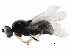  ( - BIOUG08198-D12)  @11 [ ] CreativeCommons - Attribution (2015) CBG Photography Group Centre for Biodiversity Genomics