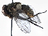  ( - BIOUG06990-A04)  @13 [ ] CreativeCommons - Attribution (2014) CBG Photography Group Centre for Biodiversity Genomics