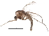  (Procladius sp. ES05 - BIOUG20326-A01)  @14 [ ] CreativeCommons - Attribution (2015) CBG Photography Group Centre for Biodiversity Genomics