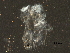  ( - BIOUG26462-F07)  @12 [ ] CreativeCommons - Attribution (2016) CBG Photography Group Centre for Biodiversity Genomics