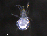  ( - BIOUG27249-C05)  @11 [ ] CreativeCommons - Attribution (2019) CBG Photography Group Centre for Biodiversity Genomics
