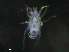  ( - BIOUG27249-G09)  @11 [ ] CreativeCommons - Attribution (2019) CBG Photography Group Centre for Biodiversity Genomics
