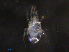  ( - BIOUG27456-D08)  @11 [ ] CreativeCommons - Attribution (2019) CBG Photography Group Centre for Biodiversity Genomics