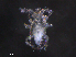  ( - BIOUG27458-E11)  @11 [ ] CreativeCommons - Attribution (2019) CBG Photography Group Centre for Biodiversity Genomics