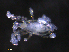 ( - BIOUG27458-F04)  @11 [ ] CreativeCommons - Attribution (2019) CBG Photography Group Centre for Biodiversity Genomics