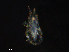  ( - BIOUG27554-H10)  @11 [ ] CreativeCommons - Attribution (2019) CBG Photography Group Centre for Biodiversity Genomics