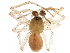  (Agyneta darrelli cf - BIOUG21644-H04)  @15 [ ] CreativeCommons - Attribution (2015) CBG Photography Group Centre for Biodiversity Genomics