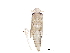 (Forcipata - BIOUG21697-A06)  @15 [ ] CreativeCommons - Attribution (2015) CBG Photography Group Centre for Biodiversity Genomics