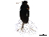  ( - BIOUG21700-H02)  @12 [ ] CreativeCommons - Attribution (2015) CBG Photography Group Centre for Biodiversity Genomics