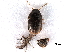  ( - BIOUG21726-B11)  @12 [ ] CreativeCommons - Attribution (2017) CBG Photography Group Centre for Biodiversity Genomics