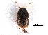  ( - BIOUG21726-C04)  @12 [ ] CreativeCommons - Attribution (2017) CBG Photography Group Centre for Biodiversity Genomics