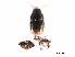 ( - BIOUG21729-A02)  @12 [ ] CreativeCommons - Attribution (2017) CBG Photography Group Centre for Biodiversity Genomics