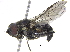  ( - BIOUG22155-D01)  @11 [ ] CreativeCommons - Attribution (2016) CBG Photography Group Centre for Biodiversity Genomics