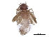  ( - BIOUG22160-H10)  @13 [ ] CreativeCommons - Attribution (2015) CBG Photography Group Centre for Biodiversity Genomics
