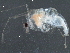 ( - BIOUG12065-G09)  @12 [ ] CreativeCommons - Attribution (2015) CBG Photography Group Centre for Biodiversity Genomics