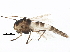  ( - BIOUG12202-G03)  @12 [ ] CreativeCommons - Attribution (2015) CBG Photography Group Centre for Biodiversity Genomics