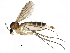 (Exechia - BIOUG12341-H07)  @15 [ ] CreativeCommons - Attribution (2016) CBG Photography Group Centre for Biodiversity Genomics