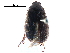  ( - BIOUG12662-C02)  @13 [ ] CreativeCommons - Attribution (2016) CBG Photography Group Centre for Biodiversity Genomics