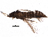  (Heterothrips vitis - BIOUG12665-D08)  @13 [ ] CreativeCommons - Attribution (2015) CBG Photography Group Centre for Biodiversity Genomics