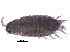  ( - BIOUG13240-C03)  @13 [ ] CreativeCommons - Attribution (2015) CBG Photography Group Centre for Biodiversity Genomics