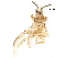  (Thrips cf. tabaci - BIOUG13279-E03)  @13 [ ] CreativeCommons - Attribution (2015) CBG Photography Group Centre for Biodiversity Genomics