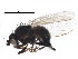  (Phytomyza loewii - BIOUG14255-H02)  @13 [ ] CreativeCommons - Attribution (2015) CBG Photography Group Centre for Biodiversity Genomics