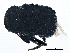 ( - BIOUG19929-A08)  @13 [ ] CreativeCommons - Attribution (2015) CBG Photography Group Centre for Biodiversity Genomics