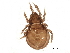  (Eremulus - BIOUG20423-H10)  @14 [ ] CreativeCommons - Attribution (2015) CBG Photography Group Centre for Biodiversity Genomics
