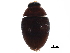  (Cercyon assecla - BIOUG20431-D02)  @14 [ ] CreativeCommons - Attribution (2017) CBG Photography Group Centre for Biodiversity Genomics