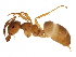  ( - BIOUG20660-A03)  @14 [ ] CreativeCommons - Attribution (2016) CBG Photography Group Centre for Biodiversity Genomics