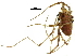  ( - BIOUG20666-D11)  @11 [ ] CreativeCommons - Attribution (2017) CBG Photography Group Centre for Biodiversity Genomics