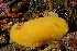  ( - 125617.1)  @11 [ ] CreativeCommons - Attribution Non-Commercial Share-Alike (2019) M. Malaquias University of Bergen, Natural History Collections