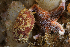  ( - 125670.1)  @11 [ ] CreativeCommons - Attribution Non-Commercial Share-Alike (2019) M. Malaquias University of Bergen, Natural History Collections