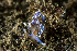  ( - 125699.1)  @11 [ ] CreativeCommons - Attribution Non-Commercial Share-Alike (2018) M. Malaquias University of Bergen, Natural History Collections