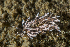  ( - 125727.1)  @11 [ ] CreativeCommons - Attribution Non-Commercial Share-Alike (2018) M. Malaquias University of Bergen, Natural History Collections