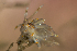 ( - 125730.1)  @11 [ ] CreativeCommons - Attribution Non-Commercial Share-Alike (2018) M. Malaquias University of Bergen, Natural History Collections