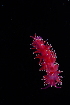  ( - 125857.1)  @11 [ ] CreativeCommons - Attribution Non-Commercial Share-Alike (2018) M. Malaquias University of Bergen, Natural History Collections