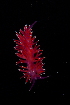  ( - 125861.1)  @11 [ ] CreativeCommons - Attribution Non-Commercial Share-Alike (2018) M. Malaquias University of Bergen, Natural History Collections