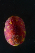  ( - 125931.1)  @11 [ ] CreativeCommons - Attribution Non-Commercial Share-Alike (2018) M. Malaquias University of Bergen, Natural History Collections