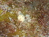  ( - 125947.1)  @11 [ ] CreativeCommons - Attribution Non-Commercial Share-Alike (2018) M. Malaquias University of Bergen, Natural History Collections