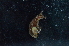  ( - 125952.1)  @11 [ ] CreativeCommons - Attribution Non-Commercial Share-Alike (2018) M. Malaquias University of Bergen, Natural History Collections