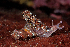 ( - 126037.1)  @11 [ ] CreativeCommons - Attribution Non-Commercial Share-Alike (2018) M. Malaquias University of Bergen, Natural History Collections
