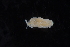  ( - 127498.1)  @11 [ ] CreativeCommons - Attribution Non-Commercial Share-Alike (2019) M. Malaquias University of Bergen, Natural History Collections