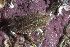  ( - 127578.1)  @11 [ ] CreativeCommons - Attribution Non-Commercial Share-Alike (2019) M. Malaquias University of Bergen, Natural History Collections