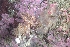  ( - 127579.1)  @11 [ ] CreativeCommons - Attribution Non-Commercial Share-Alike (2019) M. Malaquias University of Bergen, Natural History Collections