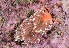  ( - 127590.1)  @11 [ ] CreativeCommons - Attribution Non-Commercial Share-Alike (2019) M. Malaquias University of Bergen, Natural History Collections