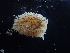  ( - 127613.1)  @11 [ ] CreativeCommons - Attribution Non-Commercial Share-Alike (2019) M. Malaquias University of Bergen, Natural History Collections